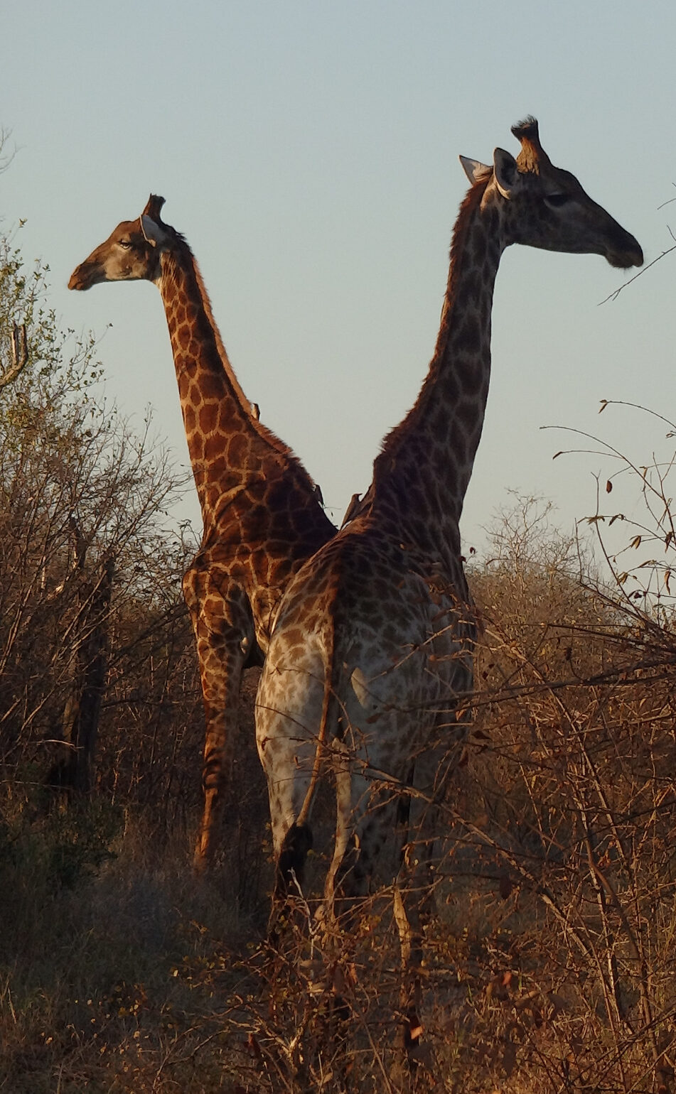 Two giraffes standing side by side in a flat, bushy environment, with birds on their backs.