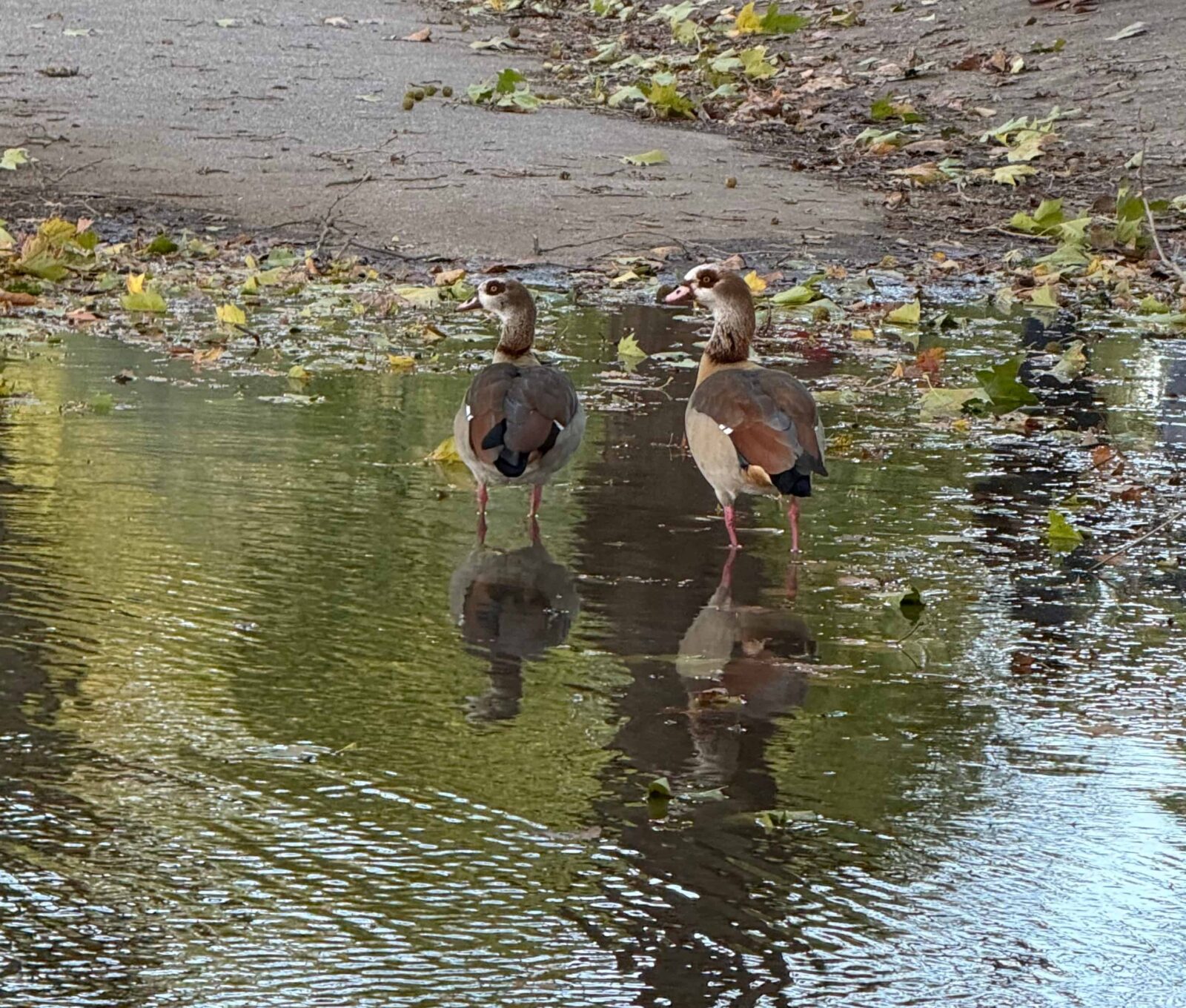 Two brown ducks walking in a puddle.