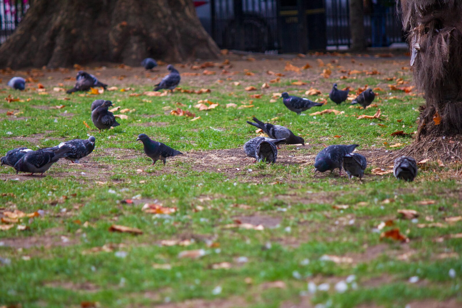 A group of pigeons on the grass near trees