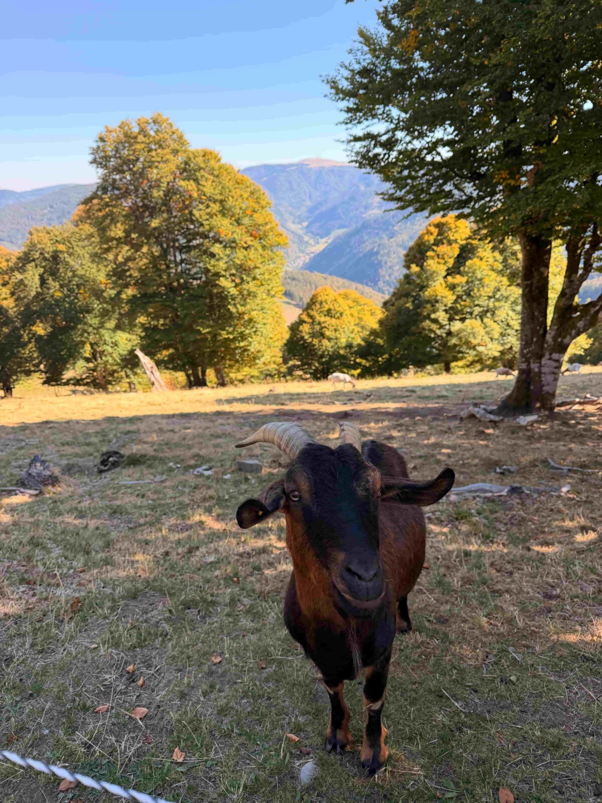 A goat poses for the camera standing on the other side of a fence in a beautiful field.