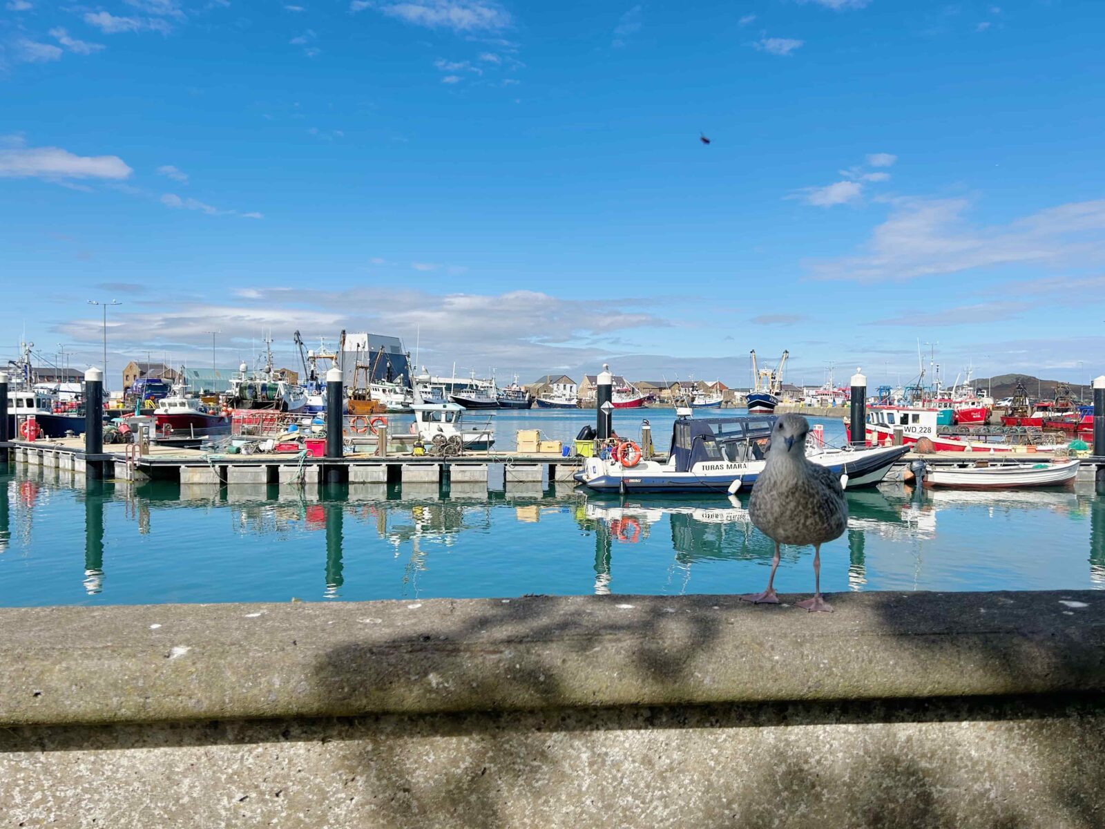 A seagull sits on a concrete wall in front of a body of water with docks and ships.