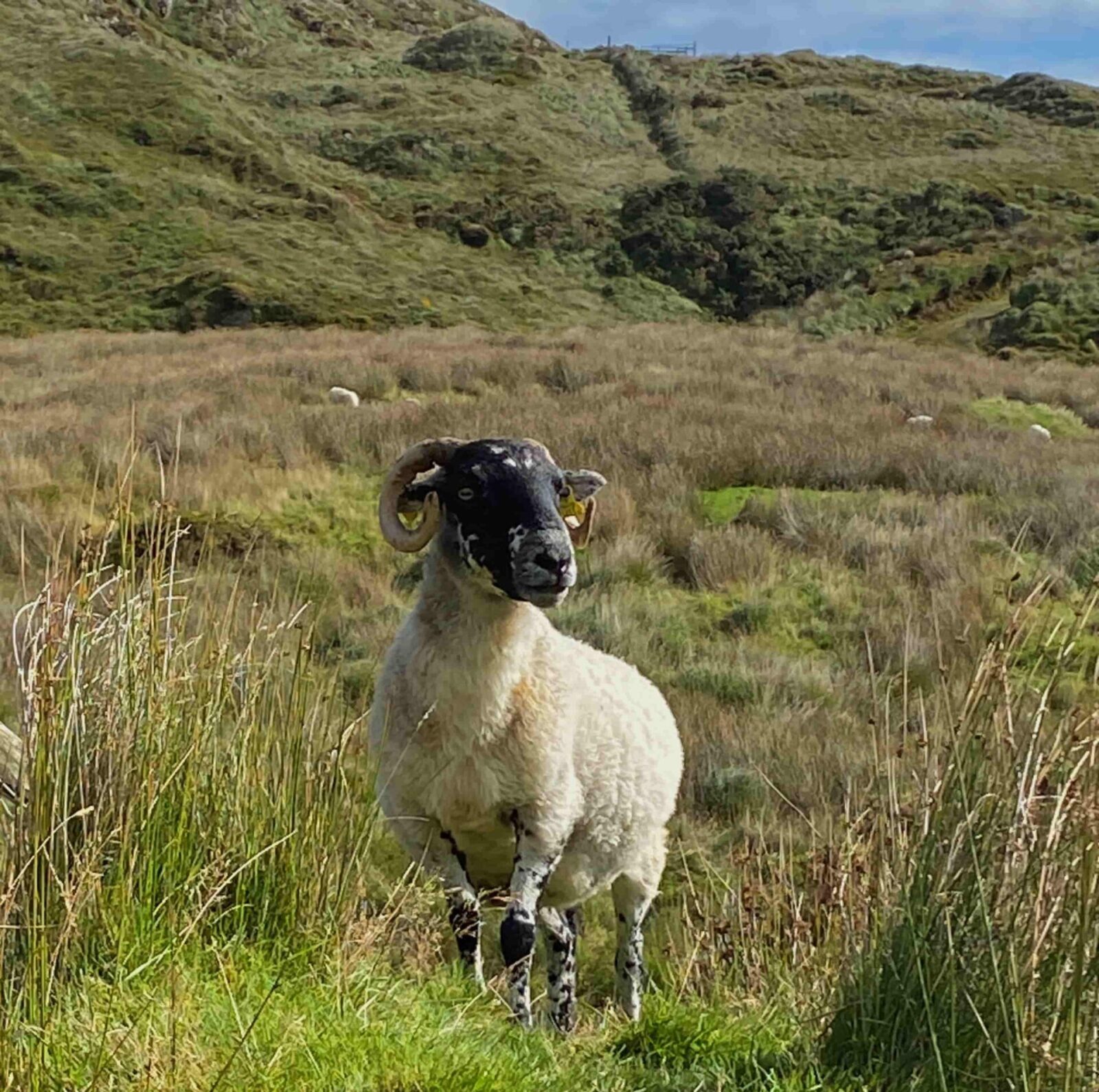 A horned sheep stands in tall grass looking into the distance.